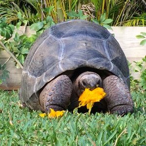 Aldabra Breeders