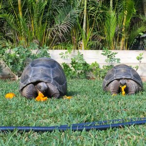 Aldabra Breeders