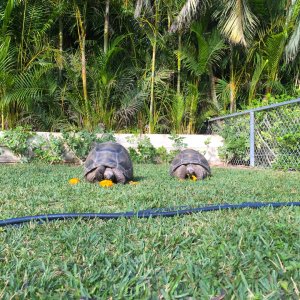 Aldabra Breeders