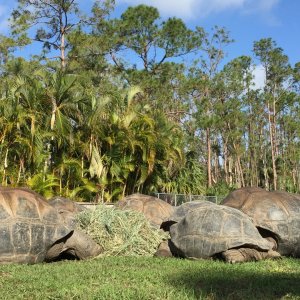 Aldabra Breeders