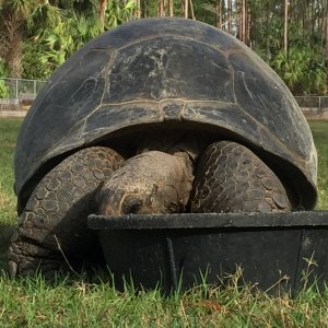 Aldabra Breeders