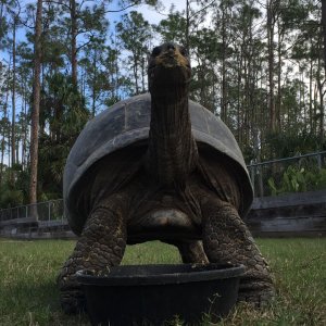 Aldabra Breeders