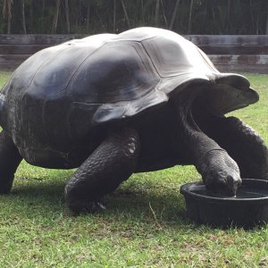 Aldabra Breeders