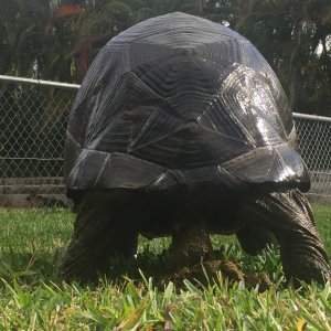 Aldabra Breeders