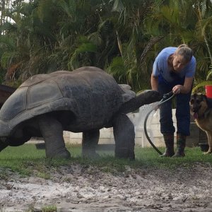 Aldabra Breeders