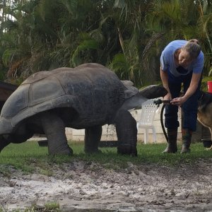 Aldabra Breeders
