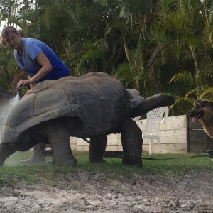Aldabra Breeders