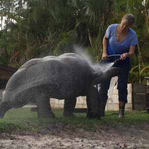 Aldabra Breeders
