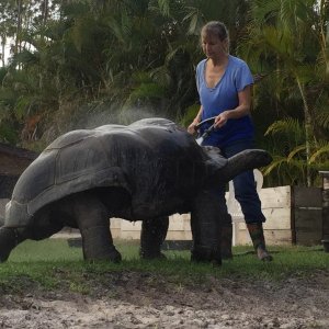 Aldabra Breeders
