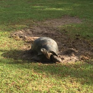 Aldabra Breeders