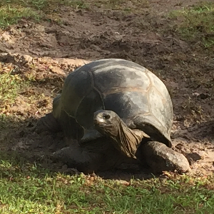 Aldabra Breeders
