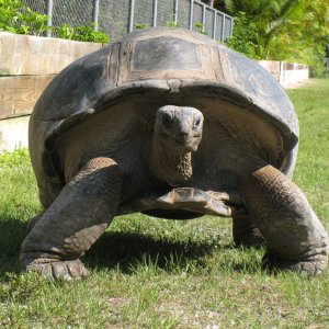 Aldabra Breeders
