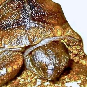 ALDABRAMAN