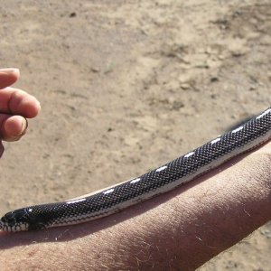 One of my many Cal kings. Desert phase