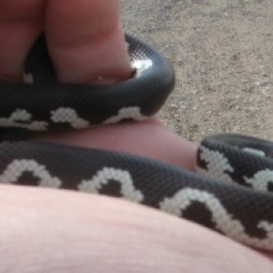 One of my many Cal kings. Desert mosaic