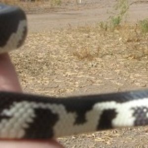 One of my many Cal kings. Desert mosaic phase.