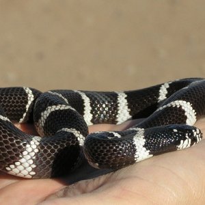 One of my many Cal kings. Desert phase.