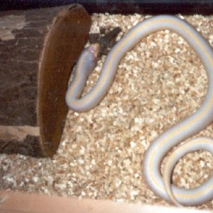 Albino striped Cal king