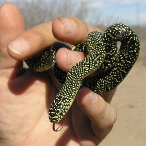 Speckled king