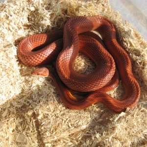 Beautiful patternless corn