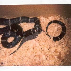 Eastern King Vs Southern Copperhead