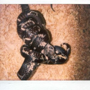 Eastern King Vs Southern Copperhead