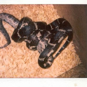 Eastern King Vs Southern Copperhead