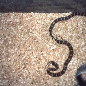 San Bernardino Mountain King