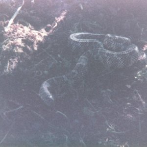 60444Florida_king_brooksi-med