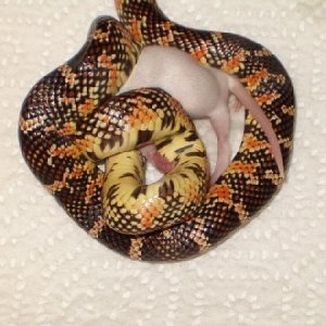 60444Red_flame_broohsi_having_lunch-med