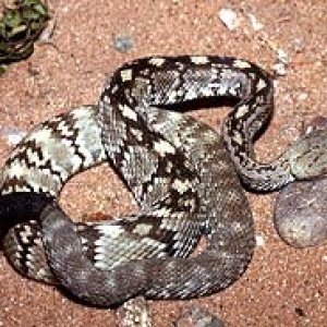 Black tailed rattlesnake
