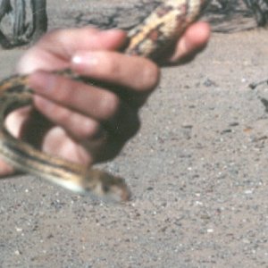 Aberrant Sonoran Bull