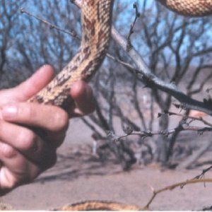 Aberrant Sonoran Bull 2