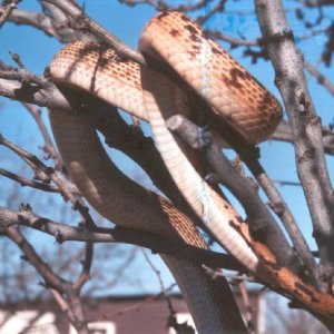 Aberrant Sonoran Bull 3