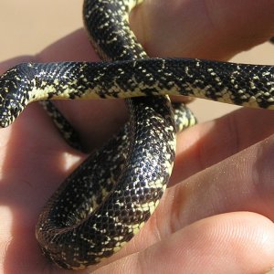 Easter Black kingsnake baby