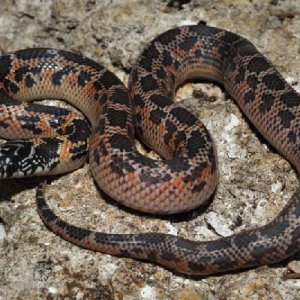 Mosaic female Florida King