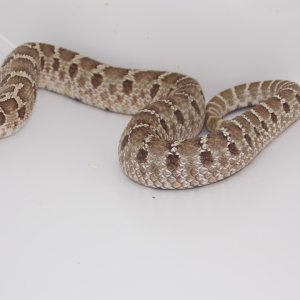 sid2