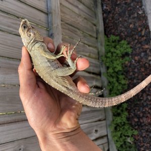 Lewisi male
