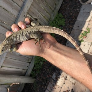 Lewisi female