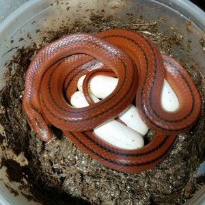2018 eggs 1 mussy