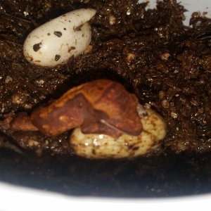 2018 eggs 1 mussy