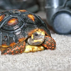 Red_Foot_Tortoise