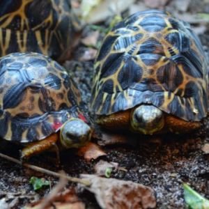 radiata turtles