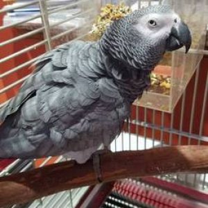 AFRICAN GREY PARROTS READY FOR NE HOMES.