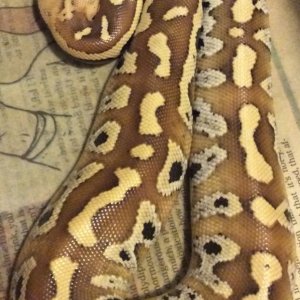 Blood pythons