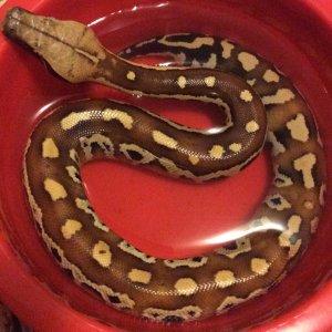 Blood pythons