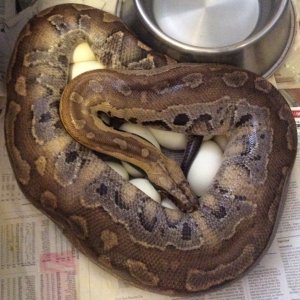 Blood pythons