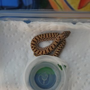 "golden" hognose