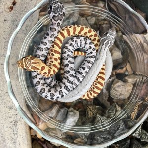 My best 3 babies of 2017, anery super, super arctic, "golden"