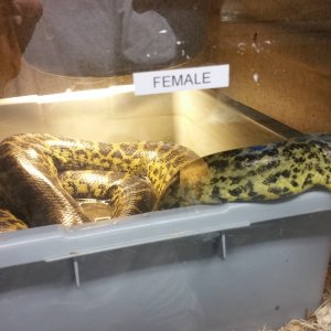 8 Ft Female Yellow Anaconda